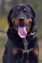 Beautiful large brown dog mestizo rottweiler