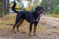 Beautiful large brown dog mestizo rottweiler