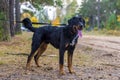 Beautiful Large Brown Dog Mestizo Rottweiler