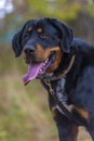 Beautiful large brown dog mestizo rottweiler