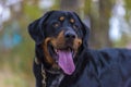 Beautiful Large Brown Dog Mestizo Rottweiler