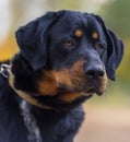 Beautiful large brown dog mestizo rottweiler