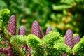 Large brown gleams growing on a large green coniferous tree bra