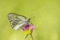 Beautiful large butterfly, the black- veined white, Aporia crataegi Royalty Free Stock Photo