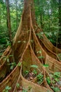 Beautiful large buttress roots tree in the forest at Gunung Mulu national park. Sarawak
