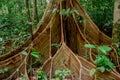 Beautiful Large buttress roots tree in Gunung Mulu national park. Sarawak
