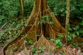 Beautiful large buttress roots tree in the tropical rainforest at Gunung Mulu national park. Sarawak