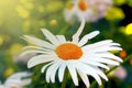 A beautiful large chamomile blooms in the meadow in the summer.