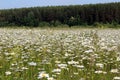 A beautiful large chamomile field against the background of a forest on a hot summer day. Royalty Free Stock Photo