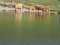 Beautiful large cows and well nourished by the green pastures of the mountain