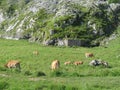 Beautiful large cows and well nourished by the green pastures of the mountain