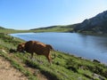 Beautiful large cows and well nourished by the green pastures of the mountain