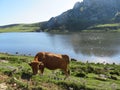 Beautiful large cows and well nourished by the green pastures of the mountain