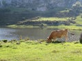 Beautiful large cows and well nourished by the green pastures of the mountain