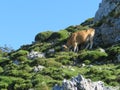 Beautiful large cows and well nourished by the green pastures of the mountain