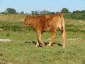 Beautiful large cows and well nourished by the green pastures of the mountain