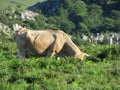 Beautiful large cows and well nourished by the green pastures of the mountain