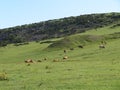 Beautiful large cows and well nourished by the green pastures of the mountain