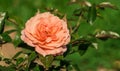 Beautiful large cream colored rose growing in the garden