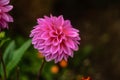 Beautiful large Dahlia pink close-up on a natural background