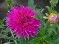 Beautiful large Dahlia pink close-up on a natural background