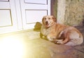 Beautiful large dog lying on the street and smiling. Happy waiting for the master Royalty Free Stock Photo