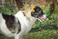 A beautiful large dog of mixed breed is white with black spots. Large portrait in profile Royalty Free Stock Photo