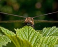 Beautiful large dragonfly, Cordulia aenea.