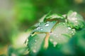 Beautiful large drop morning dew in nature, selective focus. Drops of clean transparent water on leaves