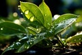 Beautiful large drops of transparent rainwater on a green leaf macro