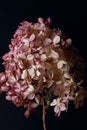 Beautiful large dry hydrangea flower on a dark background close-up. shabby chic, rustic style. simple flat composition Royalty Free Stock Photo