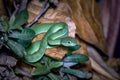 Beautiful large eyed viper ready to hunt at night