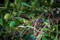 Beautiful large eyed viper ready in trees