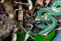 Beautiful large eyed viper sleeping. Close-up Large-eyed Green Pit Viper Trimeresurus macrops the endemic species Royalty Free Stock Photo