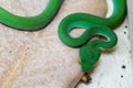 Beautiful large eyed viper sleeping