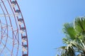 Beautiful large Ferris wheel and palm tree against blue sky Royalty Free Stock Photo