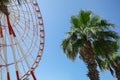 Beautiful large Ferris wheel and palm tree against blue sky Royalty Free Stock Photo