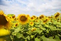 Beautiful and large field of sunflowers, blue bright sky, summer, sun Royalty Free Stock Photo