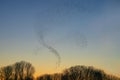 Beautiful large flock of starlings (Sturnus vulgaris), Geldermalsen in the Netherlands. Royalty Free Stock Photo