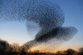 Beautiful large flock of starlings (Sturnus vulgaris), Geldermalsen in the Netherlands. Royalty Free Stock Photo