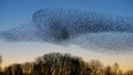 Beautiful large flock of starlings (Sturnus vulgaris), Geldermalsen in the Netherlands. Royalty Free Stock Photo