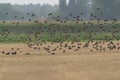 Beautiful large flock of starlings. A flock of starlings birds at sunset just before entering the roosting site in the Netherland