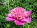 Beautiful large flower of dark pink peony Royalty Free Stock Photo