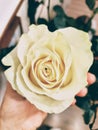 Beautiful large flower of light yellow rose in your hand Royalty Free Stock Photo