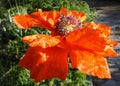 Llarge flower orange multi-petal poppy with mashed petals with a bee