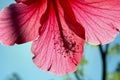 Red Hibiscus flower, Rose Mallow flower, close-up Royalty Free Stock Photo