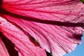 Red Hibiscus flower, Rose Mallow flower, close-up Royalty Free Stock Photo