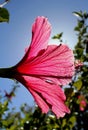 Red Hibiscus flower, Rose Mallow flower, close-up Royalty Free Stock Photo