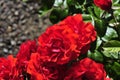 Barona Rose Garden Series - Light My Fire - Bright Red Orange Rosa Centifolia