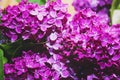 Beautiful large flowers of lilac in droplets of water, Colorful background. Closeup, selective focus Royalty Free Stock Photo